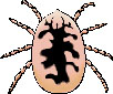 Picture of Tick